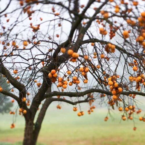 All About Persimmon: Gather and Enjoy Your Own Divine Fruit